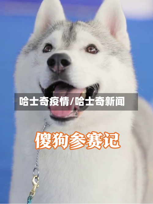 哈士奇疫情/哈士奇新闻