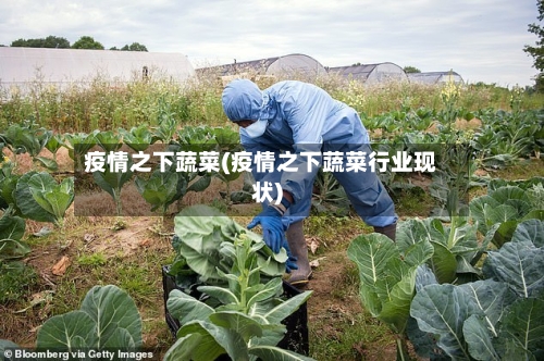 疫情之下蔬菜(疫情之下蔬菜行业现状)