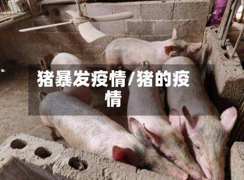 猪暴发疫情/猪的疫情