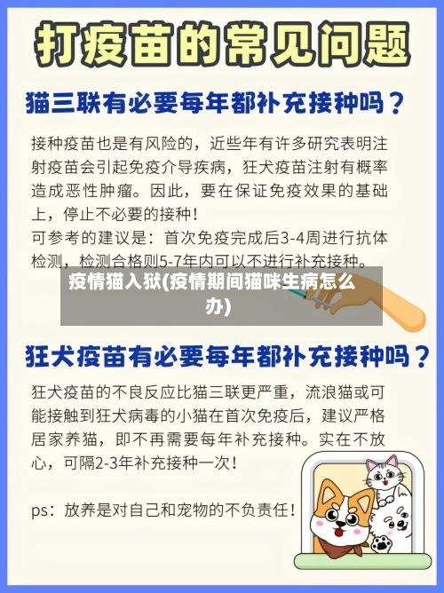疫情猫入狱(疫情期间猫咪生病怎么办)